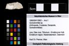 Foto (Objekt + Etiketten) von Goniodromites sp. 